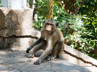 Kamboçya 'daki Oudong dağ tapınağı kompleksine giden taş merdivenlerdeki şirin küçük maymun.