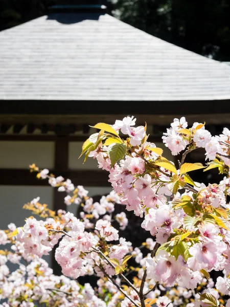 Geleneksel Japon evinin duvarına karşı pembe kiraz çiçekleri