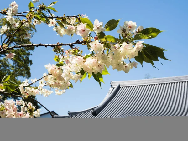 Saijo, Ehime Bölgesi, Japonya - 12 Nisan 2018 Kichijoji 'de kiraz çiçekleri, Shikoku hac ibadetinin 63 numaralı tapınağı