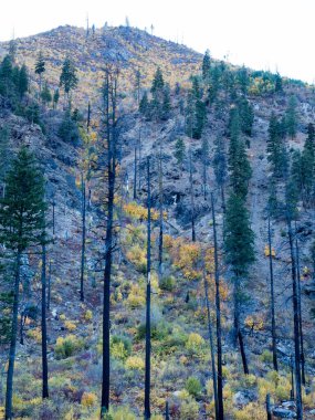 Kuzey Cascades 'teki Wenatchee Nehri' nin Tumwater Kanyonu 'nda sonbahar renkleri - Washington eyaleti, ABD
