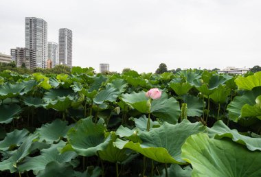 Ueno Park 'taki Shinobazu Gölü' nde çiçek açan nilüfer çiçekleri Tokyo, Japonya