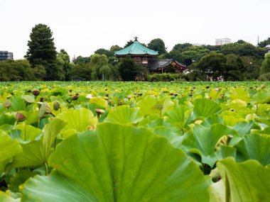 Yazın Ueno Parkı 'ndaki Shinobazu Nilüfer Gölü manzarası - Tokyo, Japonya