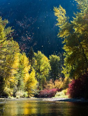 Skykomish nehri üzerinde sonbahar yeşilliği, ABD otoyolu 2, Cascade Loop - Washington eyaleti, ABD