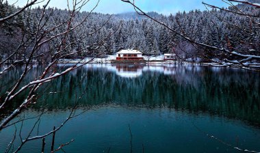 Artvin 'de bir orman manzarası, avat, Kara Göl