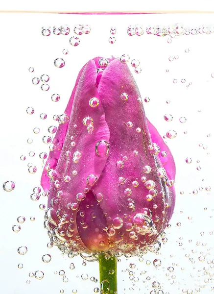 Egy Rózsaszín Tulipán Vízben Buborékok Körülötte — Stock Fotó