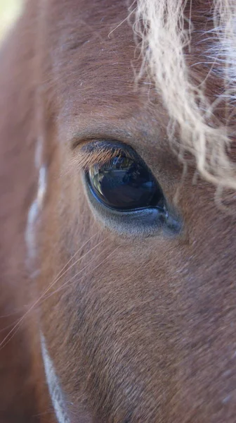 Horse Horse Eye Animals — Stock Photo, Image