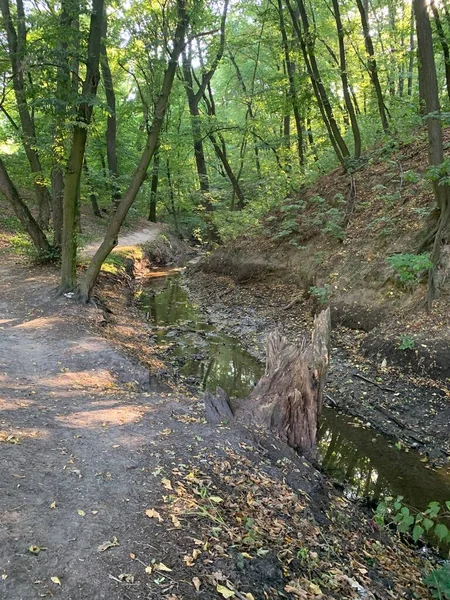 Parque Río Arroyo Agua Bosque Verano Caminar Caminar Bosque —  Fotos de Stock