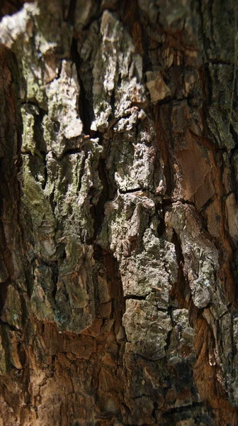 Borovice Kůra Stromů Příroda — Stock fotografie