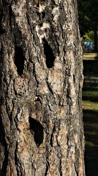 Borovice Kůra Stromů Příroda — Stock fotografie