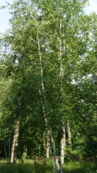 Björk Skog Träd Sommar Park Parkland — Stockfoto