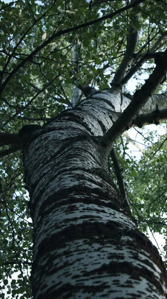 Écorce Arbre Bouleau Forêt Été Parc Parc — Photo