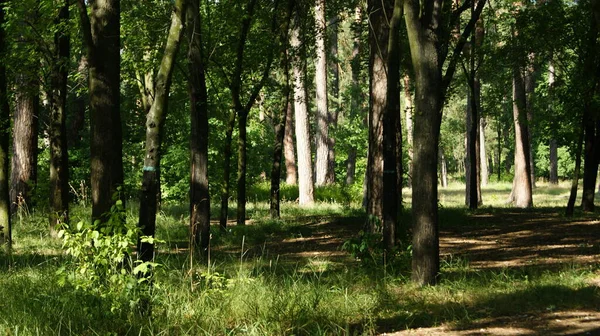 Skog Sommar Park Parkland — Stockfoto