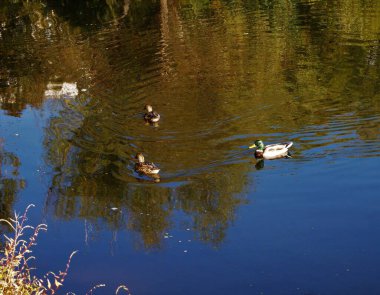Gölette ördek, doğa
