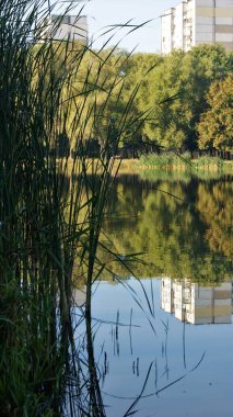 Yaz, gölet, su, doğa