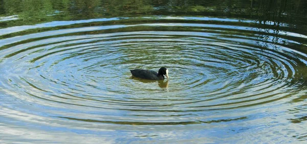 Canard Sauvage Dans Étang Nature Photo De Stock