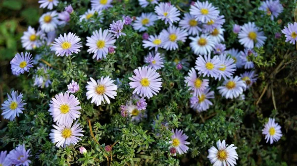 Flor Lila Flor Naturaleza — Foto de Stock