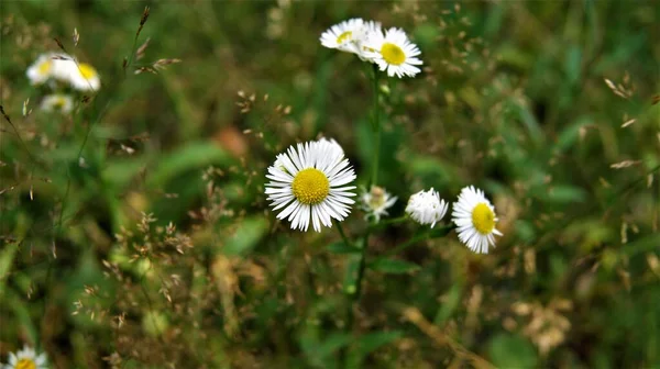 Flores Brancas Flor Natureza — Fotografia de Stock