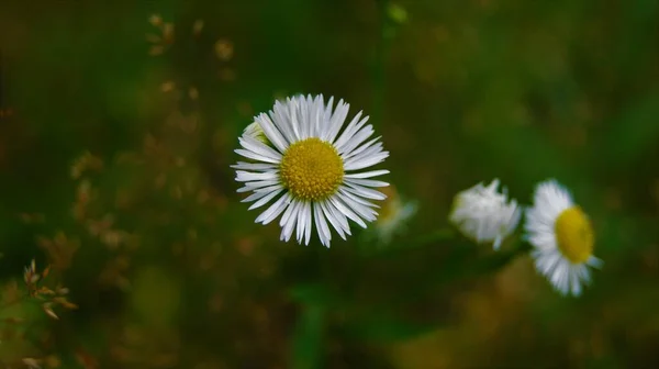 Bílé Květy Květiny Příroda — Stock fotografie