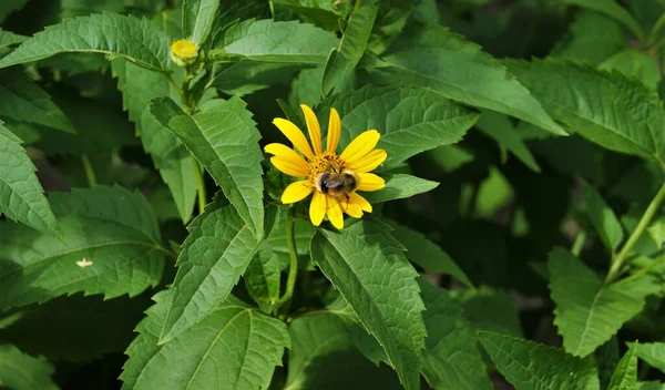 Abeja Una Flor Flor Dorada Flor Naturaleza — Foto de Stock