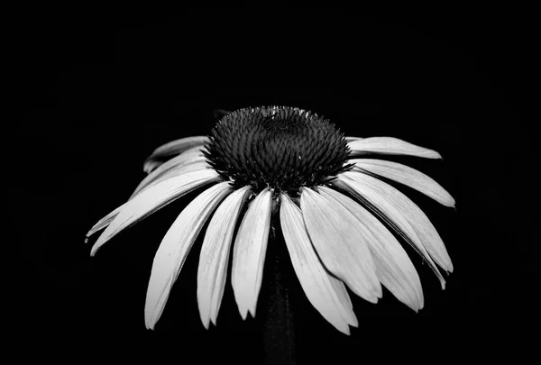 Echinacea Цветок Природа Белые Цветы — стоковое фото