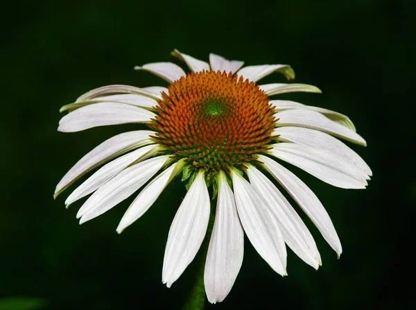 Echinacea Virág Természet Növények — Stock Fotó