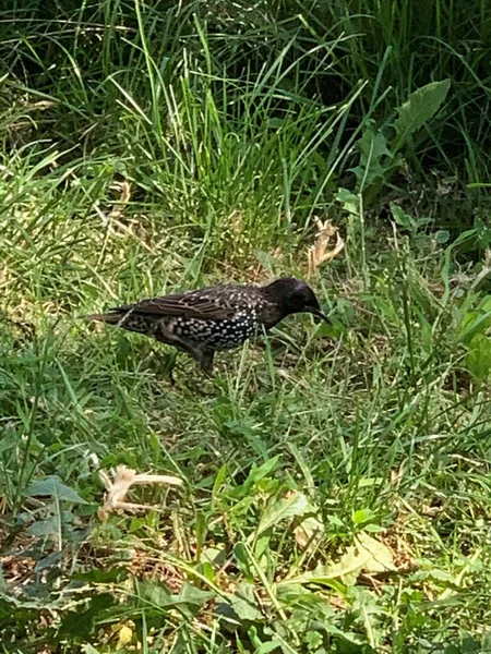 Starling Bird Nature Summer — Stock Photo, Image