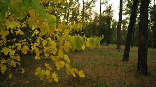 Lövfall Guld Höst — Stockfoto