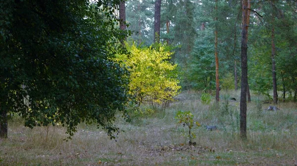 Lövfall Guld Höst — Stockfoto