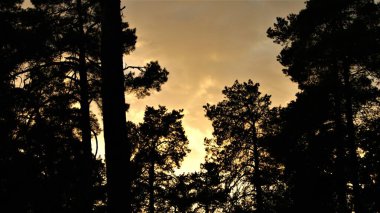 Günbatımı, altın gökyüzü, gökyüzü, orman