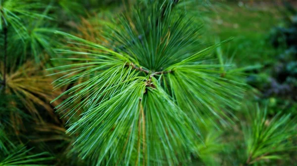 Nålar Bakgrund Grön Sommar — Stockfoto