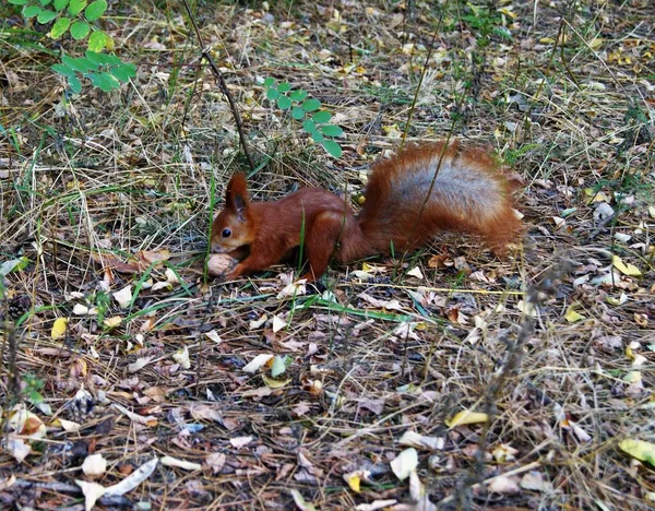 Eekhoorn Het Bos Herfst — Stockfoto