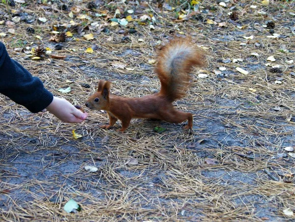 Squirrel Forest Squirrel Eat Hand Autumn — Stock Photo, Image