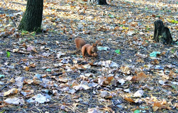 Écureuil Dans Forêt Automne — Photo