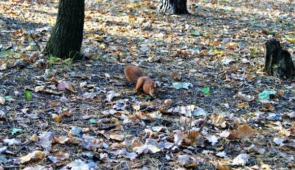 Squirrel Forest Autumn — Stock Photo, Image