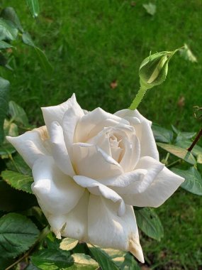 Beyaz gül, gül çiçeği, yaz, çiçek