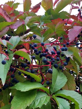 Sonbahar meyveleri, sonbahar meyveleri