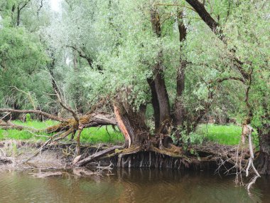 Hırvatistan 'ın Kopacki Rit ulusal parkında su yüzeyinde söğüt ağacı büyüyor                            