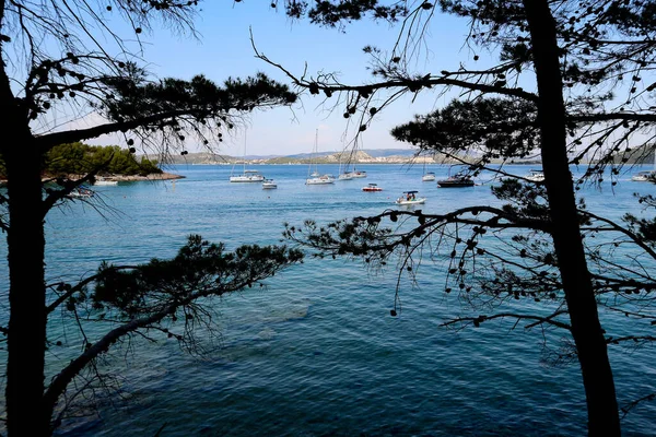Beautiful Dalmatian Coast Shore Vrgada Island Magnificent Blue Sea Filled — Stock Photo, Image