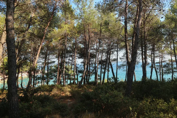 Beautiful pine forest in the town of Pakostane, located on dalmatian coast of Adriatic sea, creating refreshing shade for tourists at the sea shore