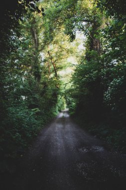 Yoğun ormanın gölgelerinden geçen toprak yol, ağacın tepesinde güneşle aydınlanıyor.