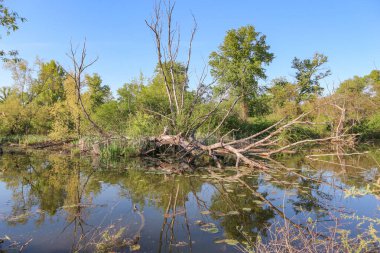 Savica göllerinde muhteşem, devrilmiş bir ağaç, Zagreb 'in kenar mahallelerinde 12 balıkçılık göleti, doğal ortamda popüler balıkçılık ve dinlenme yerleri                           