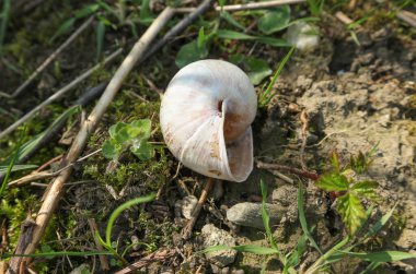 Yalnız, terk edilmiş salyangoz kabuğu çimlerin üzerinde yatıyor.      