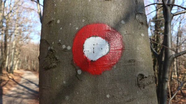 Ağaçtaki kırmızı ve beyaz işaret, yürüyüşçülerin önündeki yolun sembolü ve ormanda kaybolmamak için ölçü, Zagreb ve Hırvatistan            