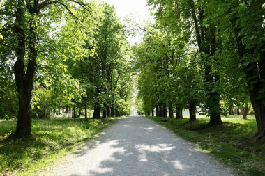 Kürklü, uykulu Shih Tzu evcil köpeği uyandı, bej rengi battaniyesiyle TV karşısında kanepede yatıyordu.                   
