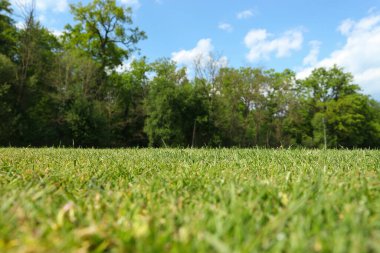 Kesilmiş çimenler ormanın kenarındaki golf parkına yakın. 