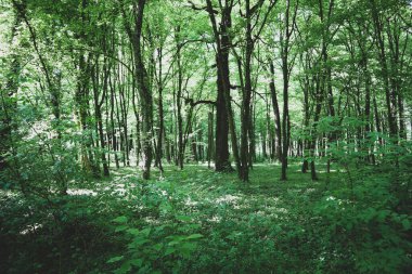 Baharda güzel, yeşil bir orman, dinlenmek için serin gölgeler yaratıyor, güneşten saklanıyor.