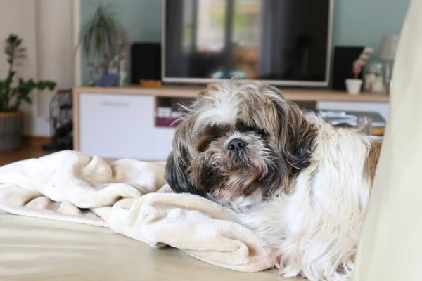 テレビの前のソファの上に彼のベージュの毛布に横たわっ毛皮 眠い石津ペットの犬が目を覚ます — ストック写真