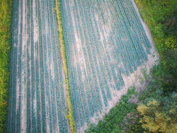 Volando Sobre Superficies Agrícolas Con Drones Fotografiando Plantaciones Campos Cultivados — Foto de Stock
