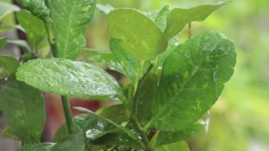 Yağmurda limon ağacı. Yağmur altında yaprakları olan normal bir fırtına. Olağanüstü bir hava. limon ağacı su damlası görünümlü Macro.