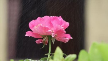 Yaz bahçesinde yetişen taze pembe gül çiçeği ve bahçede suyla açan çiçek. Ondan sonra bir erkek Büyük Gül Mercan Gül çiçeğini almaya çalışır..